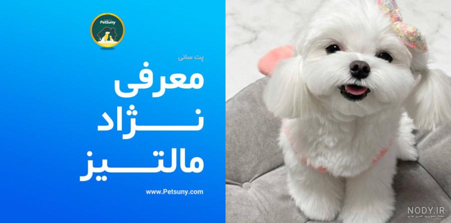 مالتیز، سگ عروسکی سفید[+قیمت و عکس] - پت98
