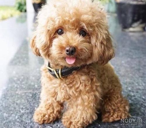 مشخصات کامل، قیمت و خرید نژاد سگ شیتزو (Shih Tzu) | پت راید