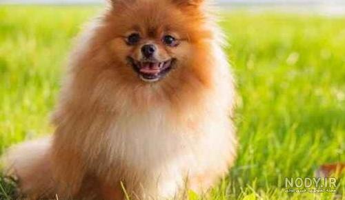 مشخصات کامل، قیمت و خرید نژاد سگ شیتزو (Shih Tzu) | پت راید مشخصات کامل، قیمت و خرید نژاد سگ شیتزو (Shih Tzu) | پت راید