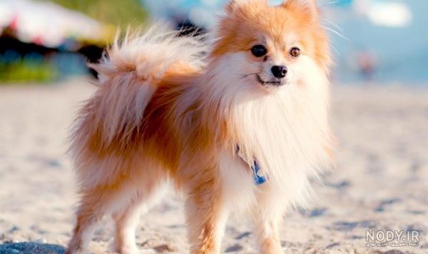 مشخصات کامل، قیمت و خرید نژاد سگ شیتزو (Shih Tzu) | پت راید مشخصات کامل، قیمت و خرید نژاد سگ شیتزو (Shih Tzu) | پت راید