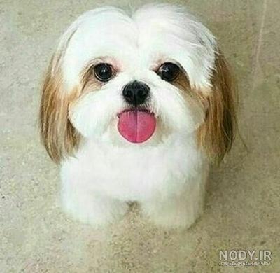 مشخصات کامل، قیمت و خرید نژاد سگ شیتزو (Shih Tzu) | پت راید مشخصات کامل، قیمت و خرید نژاد سگ شیتزو (Shih Tzu) | پت راید