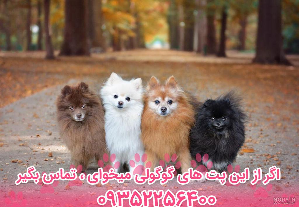 مشخصات کامل، قیمت و خرید نژاد سگ پامرانین (روباهی و خرسی ... مشخصات کامل، قیمت و خرید نژاد سگ پامرانین (روباهی و خرسی ...