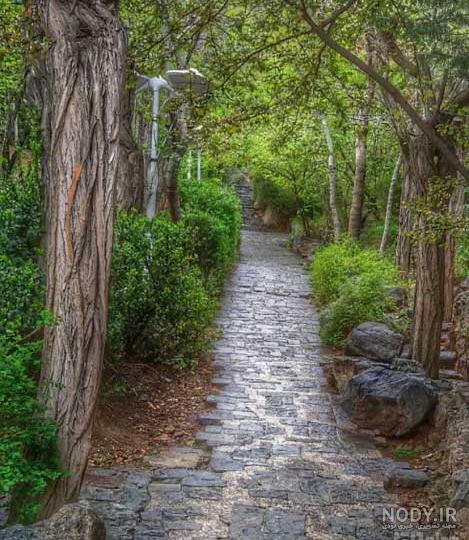 میمون نوشیدن آب است که او از یک توریست میمون ساحل جزایر فی فی ...