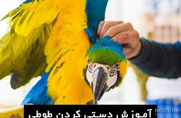 نگهداری و خرید طوطی آرا هیاسینس - خرید و فروش طوطی و پرندگان
