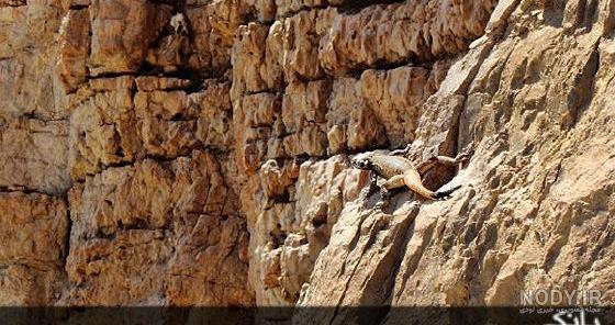 ویدئو) کشف یک مار غول پیکر و بزرگ در کوه صفه اصفهان