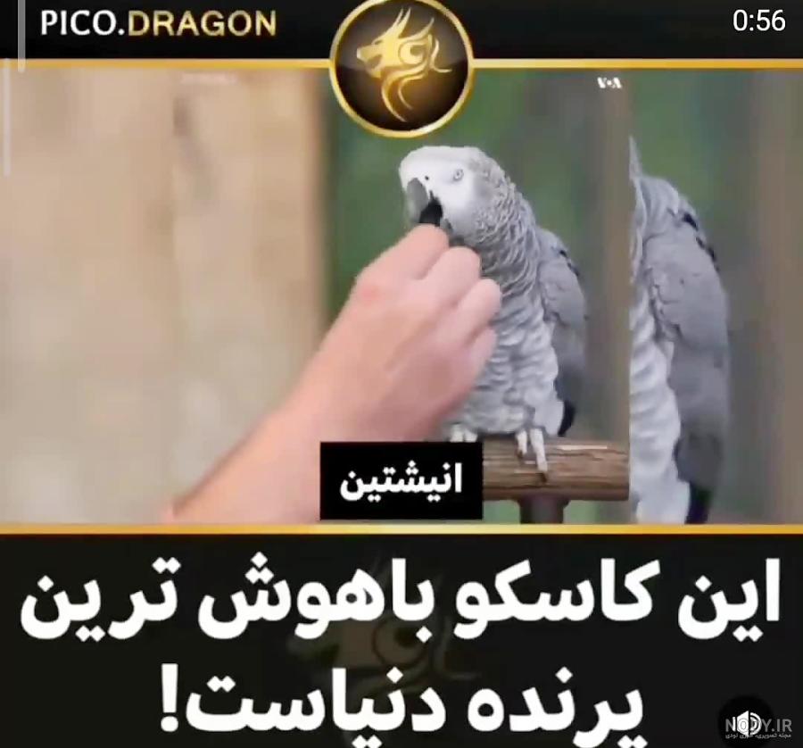 7 راه جلوگیری از جیغ زدن طوطی | از زبان دکتر مارگیسون