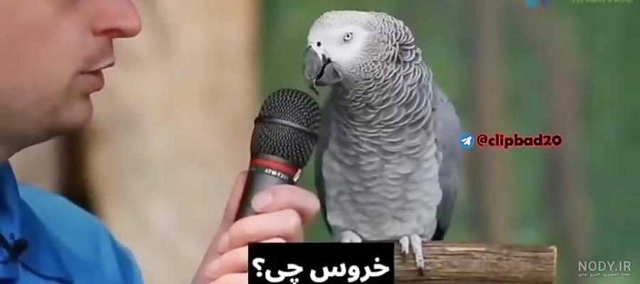 7 راه جلوگیری از جیغ زدن طوطی | از زبان دکتر مارگیسون