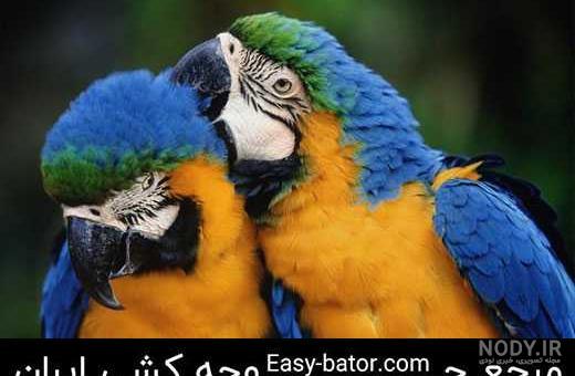 آشنایی با طوطی آرا ( طوطی ماکائو )
