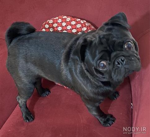 اسم نژاد سگ صورت چروک چیست؟ بررسی قیمت و راهنمای خرید - Happypet