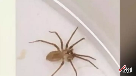 این عنکبوت غول‌ پیکر ۳ برابر موش است! (+عکس)