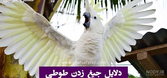 تغییر زبان طوطی سخنگو پس از ۴ سال گمشدن! +عکس - نشان24