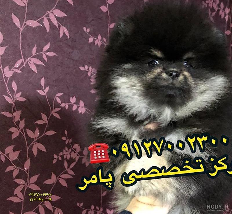 جزییات آگهی سگ پامرانین مشکی رنگ خاص جزییات آگهی سگ پامرانین مشکی رنگ خاص