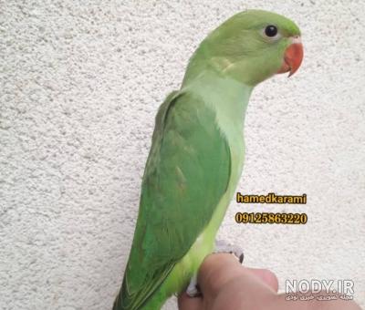 خرید و قیمت کتاب شاه طوطی و طوطی ملنگو | ترب