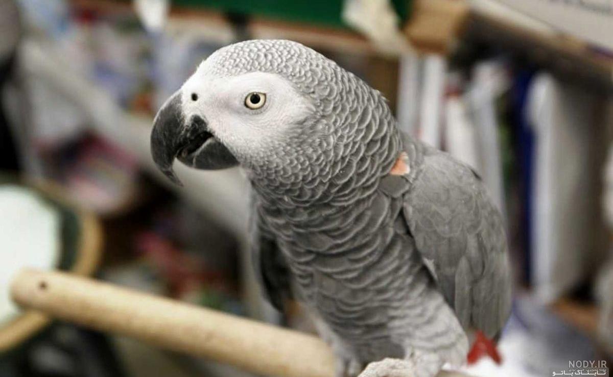 زبان طوطی و حس چشایی