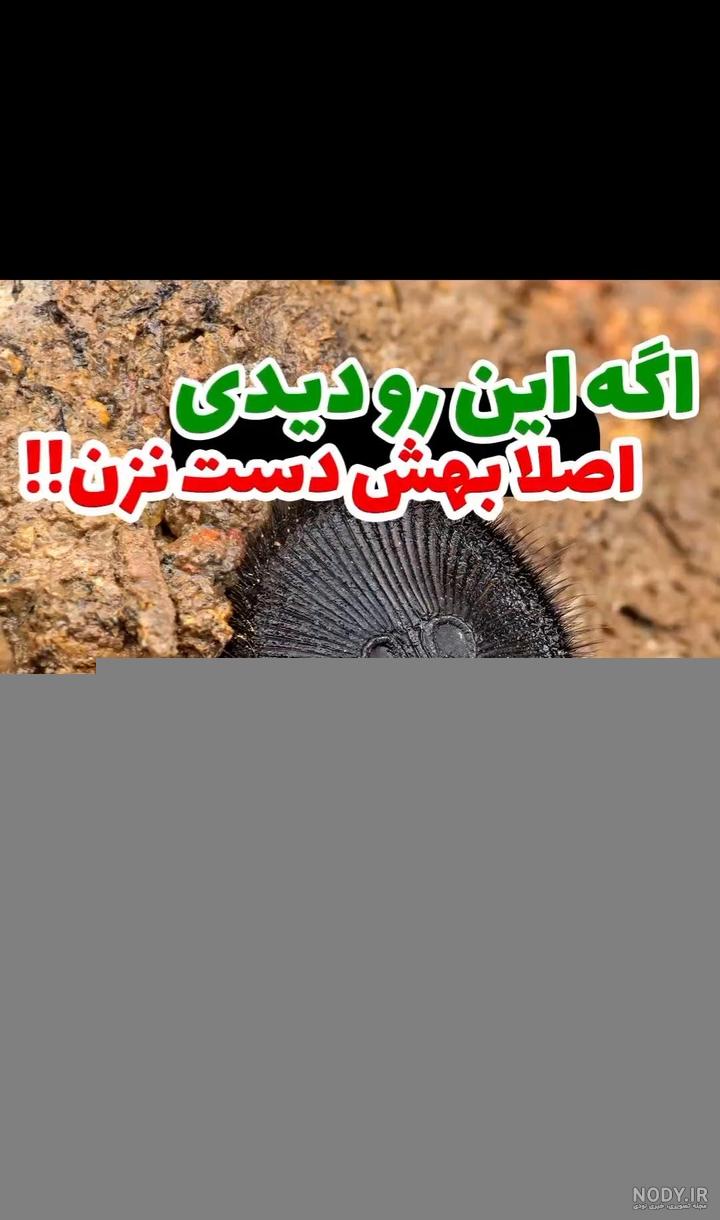 سالیانه حدود 900 گزیدگی توسط عنکبوت دکمه ای گزارش می شود - عکس ویسگون سالیانه حدود 900 گزیدگی توسط عنکبوت دکمه ای گزارش می شود - عکس ویسگون