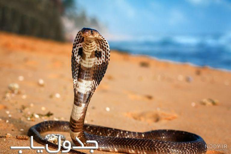سمی‌ترین مار جهان / خطرناک‌ترین مارهای دنیا را ب…