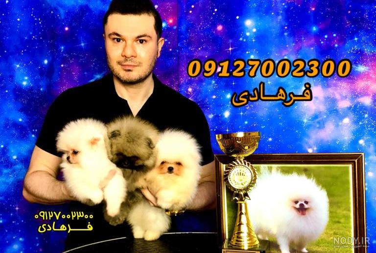 سگ پامرانین خرسی سگ پامرانین خرسی
