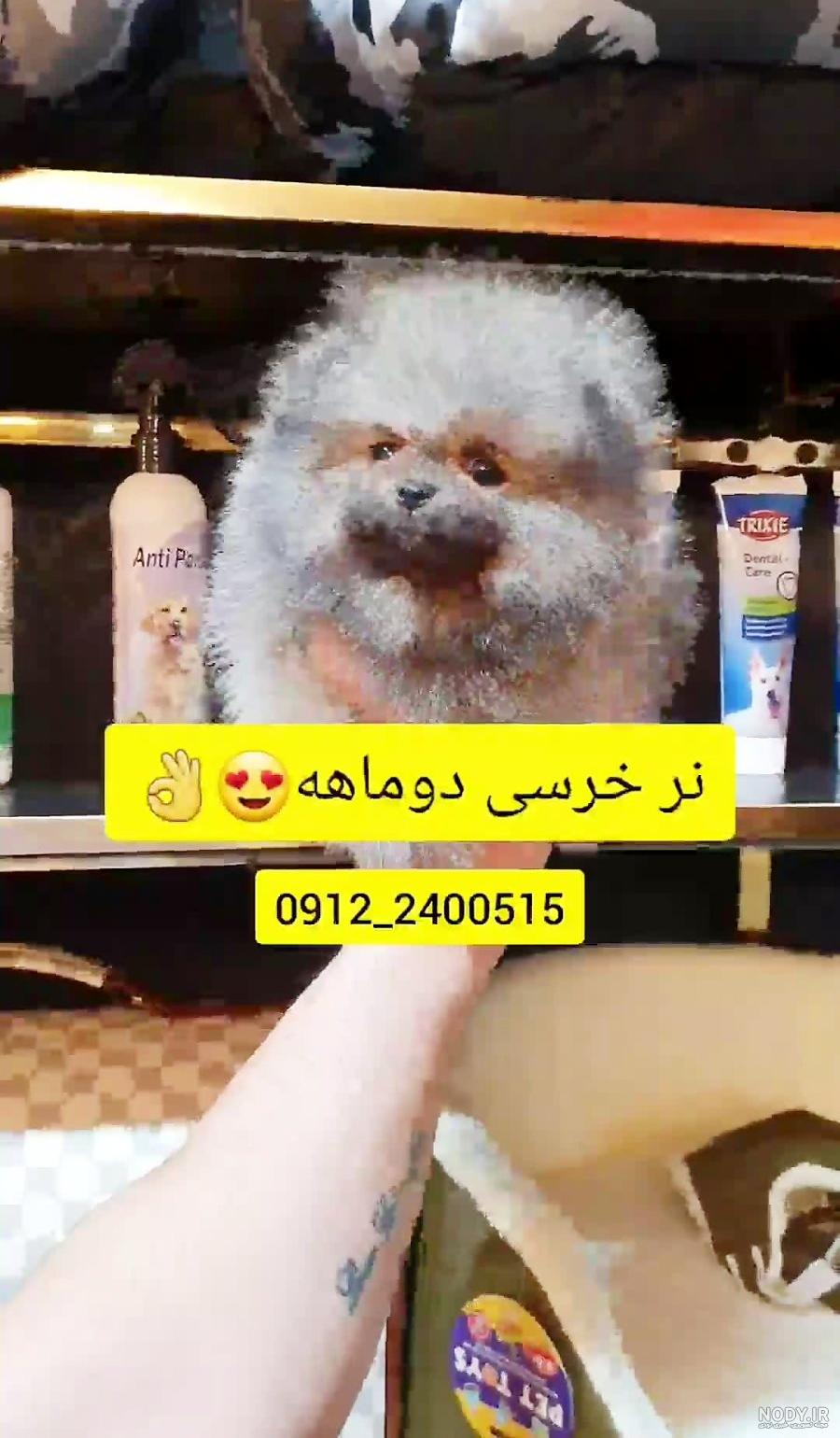 سگ پامرانین خرسی و عروسکی 0912.2400515