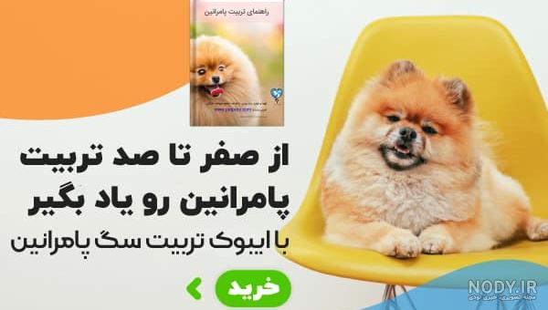 سگ پامرانین - سگ های بامزه و خنده دار سگ پامرانین - سگ های بامزه و خنده دار