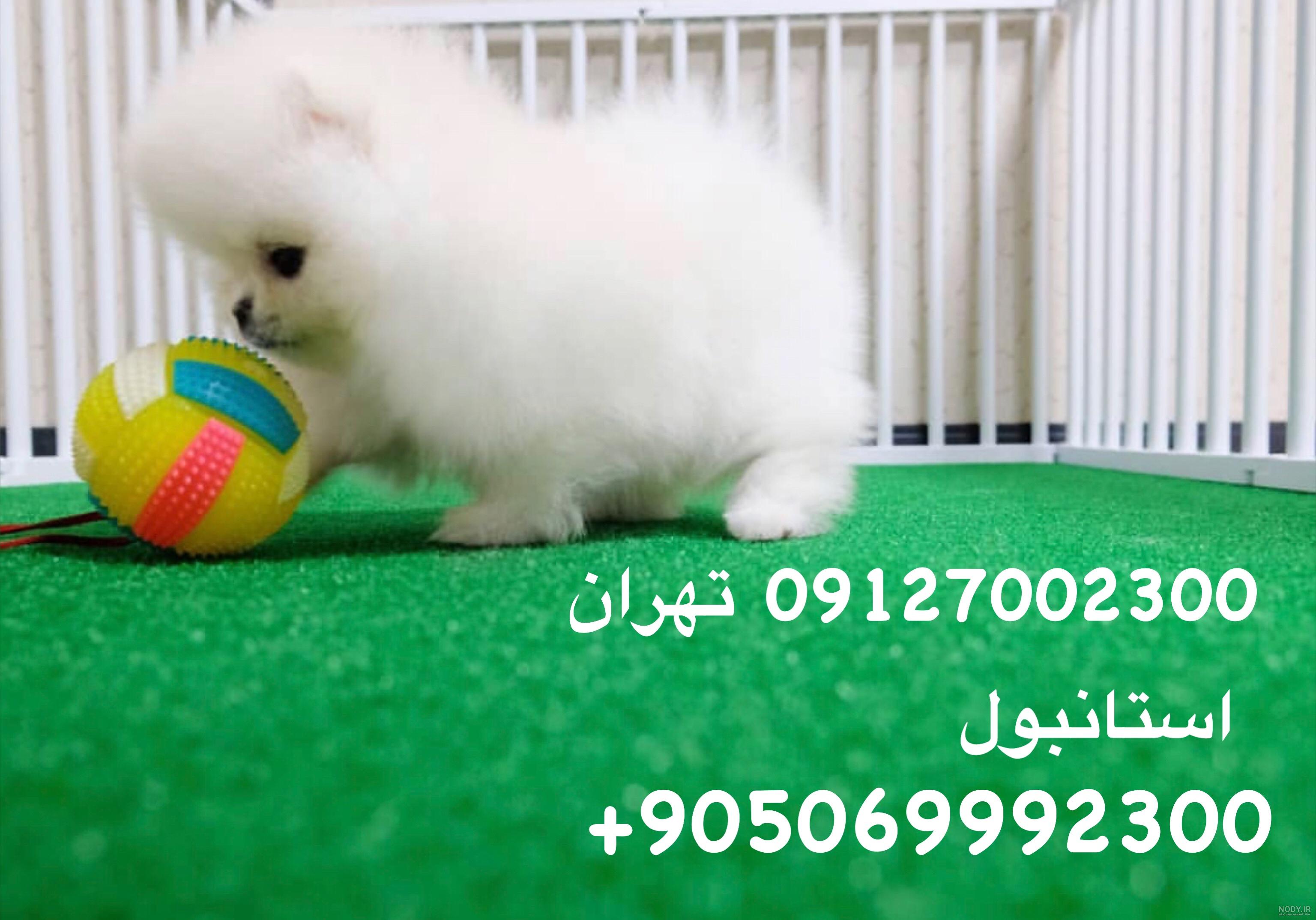 سگ پامرانین عروسکی در پتیران سگ پامرانین عروسکی در پتیران
