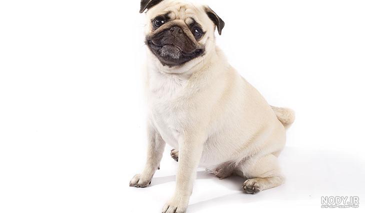 سگ پاگ (PUG) ❤️ + معرفی کامل ✔️ + قیمت پاگ ۱۴۰۱ | وی آی پت