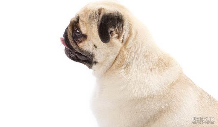 سگ پاگ (PUG) ❤️ + معرفی کامل ✔️ + قیمت پاگ ۱۴۰۱ | وی آی پت