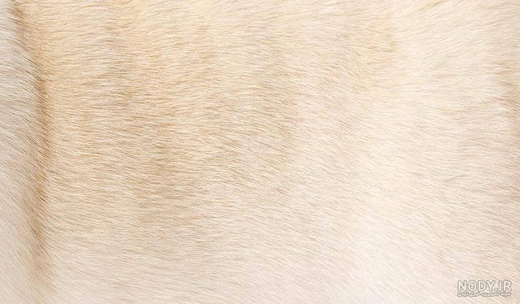 سگ پاگ (PUG) ❤️ + معرفی کامل ✔️ + قیمت پاگ ۱۴۰۱ | وی آی پت