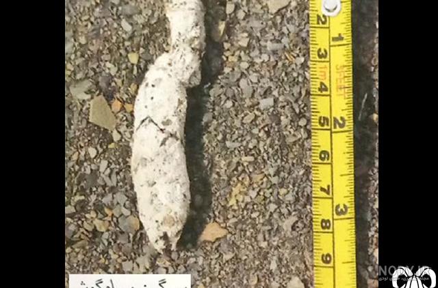 سیاه گوش|گربه‌سانان|ظاهر سیاه گوش