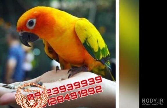 شاه طوطی سخنگو-خرید و فروش طوطی و کاسکو