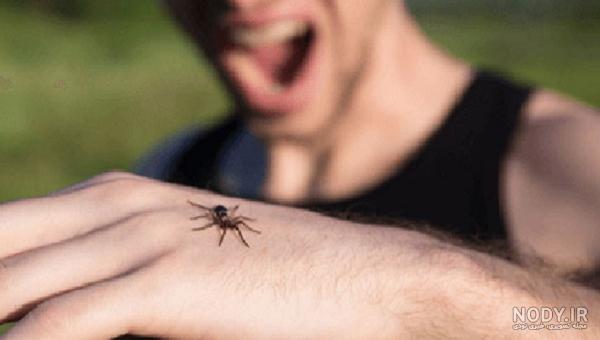 عنکبوت‌های بیوه - ویکی‌پدیا، دانشنامهٔ آزاد