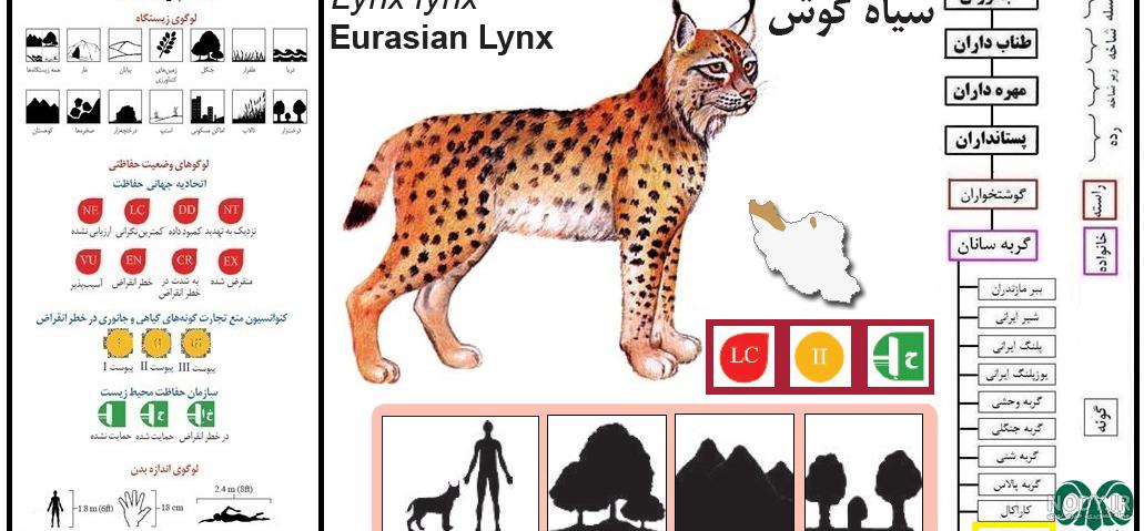عکس از سیاه گوش عکس از سیاه گوش
