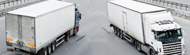 عکس اشپیتز ژاپنی عکس اشپیتز ژاپنی