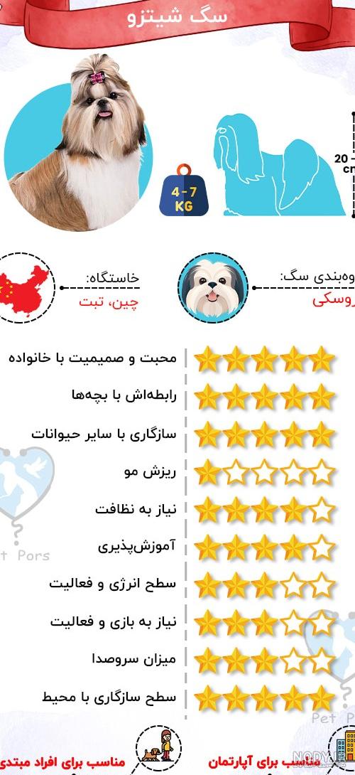 عکس بچه سگ شیتزو