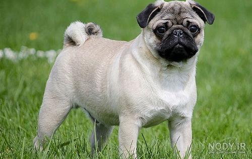 عکس و خصوصیات سگ پاگ pug​