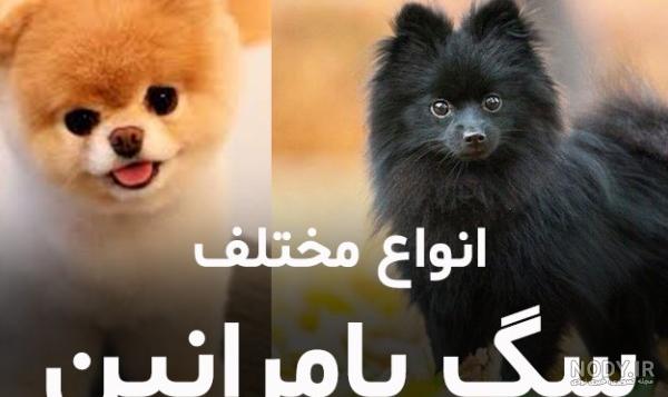 عکس سگ روباهی - عکس نودی