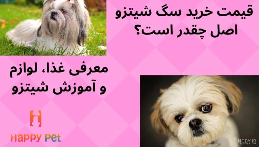 عکس سگ شیتزو فلت