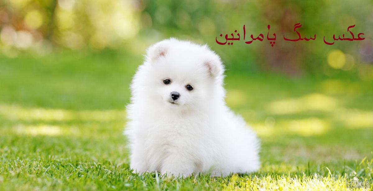عکس سگ های پامرانین عکس سگ های پامرانین