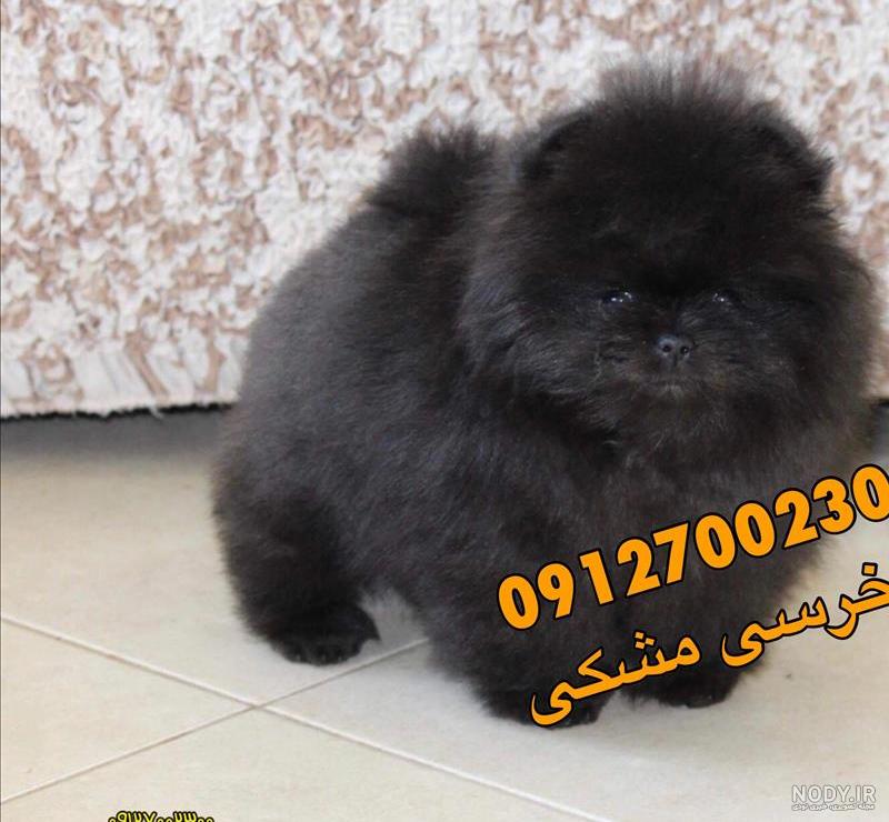 عکس سگ پامرانین سیاه عکس سگ پامرانین سیاه