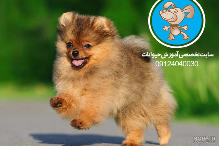 عکس سگ پامرانین (عکس انواع سگ پامرانین جذاب و دیدنی) - مینویسم عکس سگ پامرانین (عکس انواع سگ پامرانین جذاب و دیدنی) - مینویسم