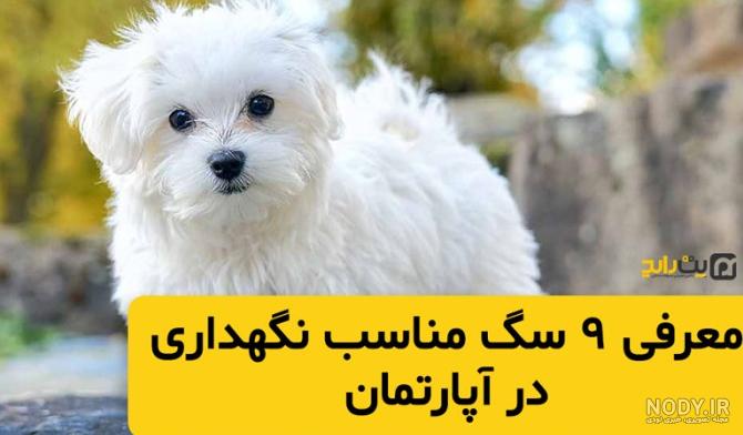 عکس سگ پامرانین فنجونی