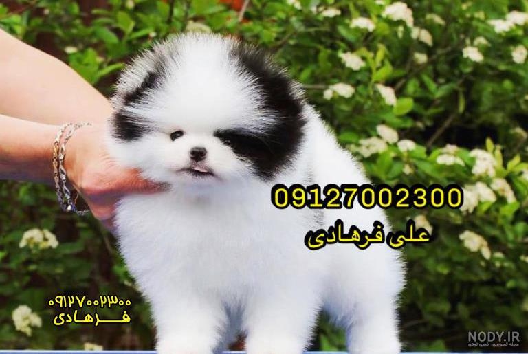 عکس سگ پامرانین مشکی عکس سگ پامرانین مشکی