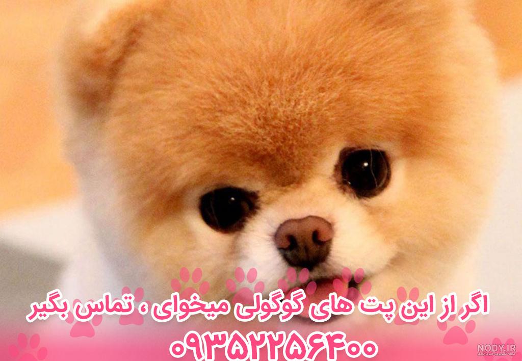 عکس سگ پامرانین؛ عکس‌های بامزه از نژادهای مختلف پامرانین