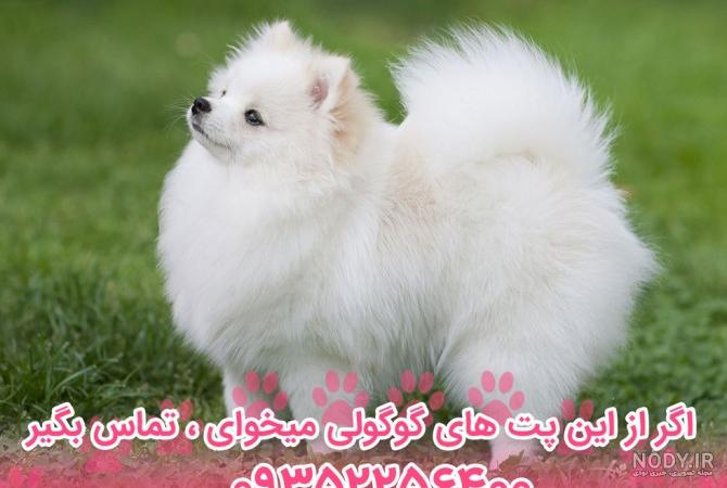 عکس سگ پامرانین؛ عکس‌های بامزه از نژادهای مختلف پامرانین - نیوزین