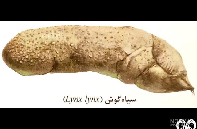 عکس سیاه گوش ایرانی عکس سیاه گوش ایرانی