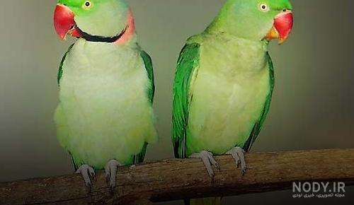 عکس طوطی ماده برزیلی
