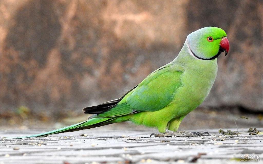 عکس طوطی ملنگو ماده بالغ