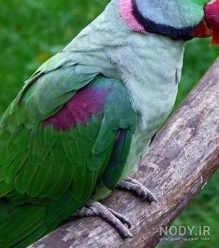 عکس طوطی گرینچیک ماده