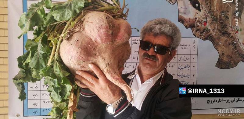 عکس چغندر - گرافیک با طعم تربچه - طرح لایه باز