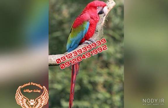فروش جوجه شاه طوطی در استان تهران