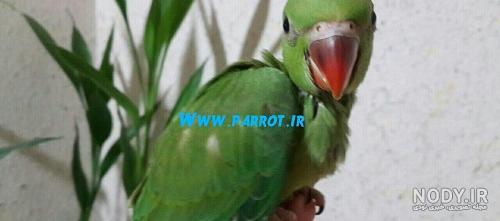 فروش شاه طوطی نر سخنگو | خرید و فروش طوطی و کاسکو